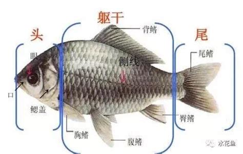 水中的魚|魚(魚類):基本信息,動物特徵,動物外形,紡錘形,側扁型,。